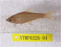 藏品(羅漢魚)的圖片